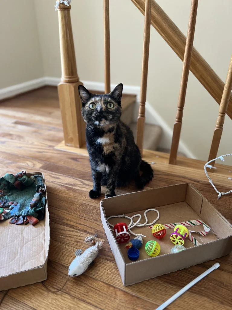 Tortoiseshell cat sitting near a box of toys, ready for playtime at Happy Pup’s pet sitting service.