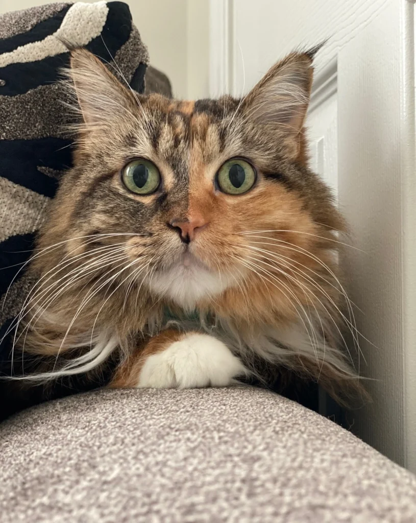 Close-up of a long-haired cat relaxing on a couch during in-home pet sitting with Happy Pup LLC