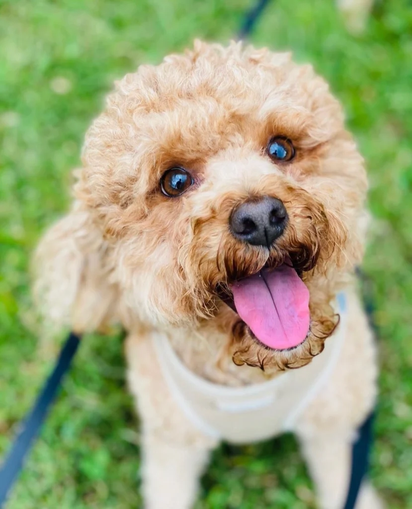 Happy poodle smiling brightly while enjoying time outside with Happy Pup's pet care services.