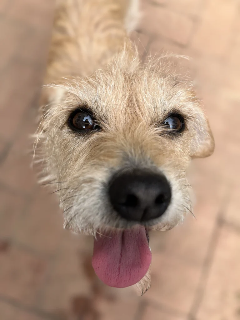 Close-up of a smiling dog with its tongue out, enjoying the outdoors at Happy Pup LLC