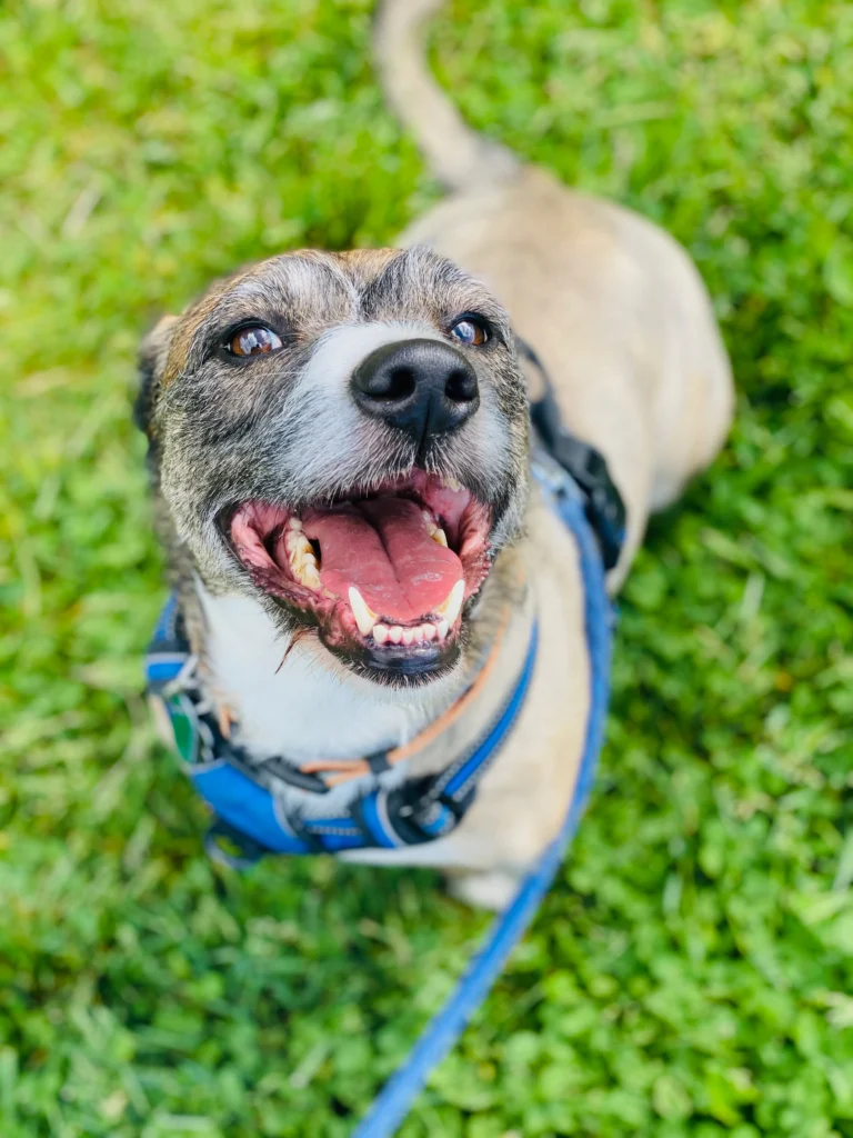 Close-up of a happy dog on a walk, wearing a blue harness, and smiling brightly.