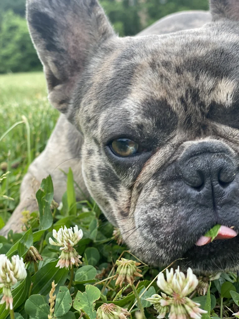 Close-up of a brindle French bulldog relaxing in a grassy field with clover flowers.