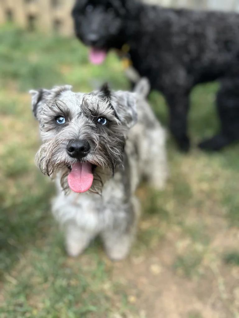 Gray Schnauzer with striking blue eyes, smiling while enjoying outdoor playtime.