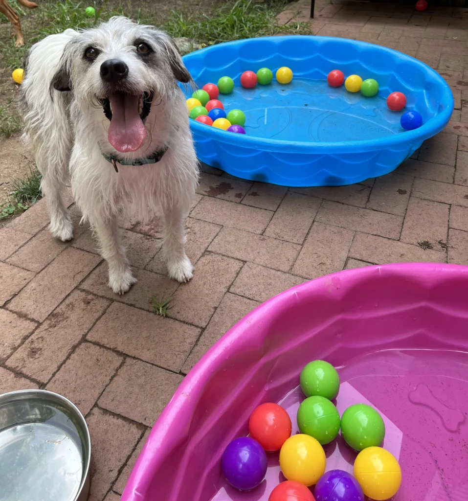 Wet dog standing happily next to two kiddie pools filled with colorful balls at Happy Pup daycare.