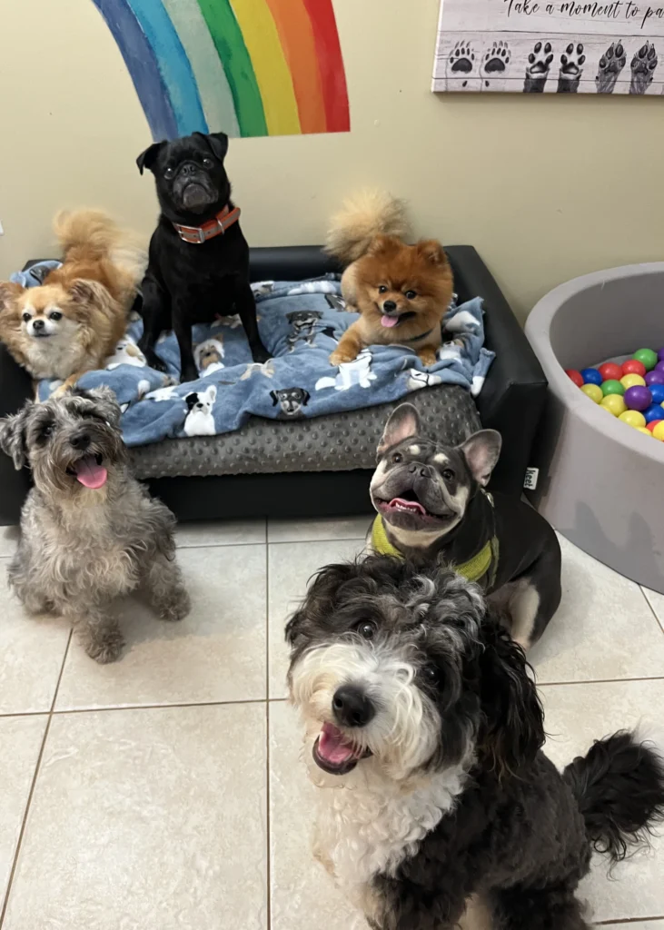 A group of dogs posing together inside Happy Pup LLC, with a rainbow mural and ball pit in the background.