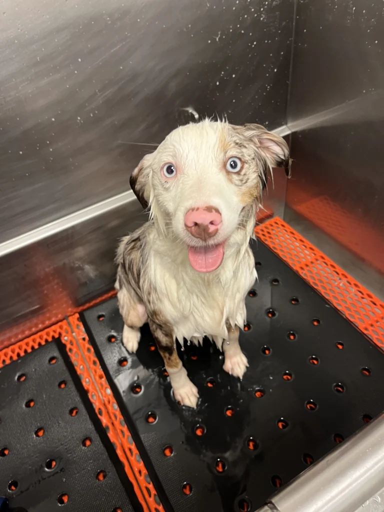 Cute dog with light blue eyes sitting in a stainless-steel bath, enjoying a grooming session at Happy Pup.