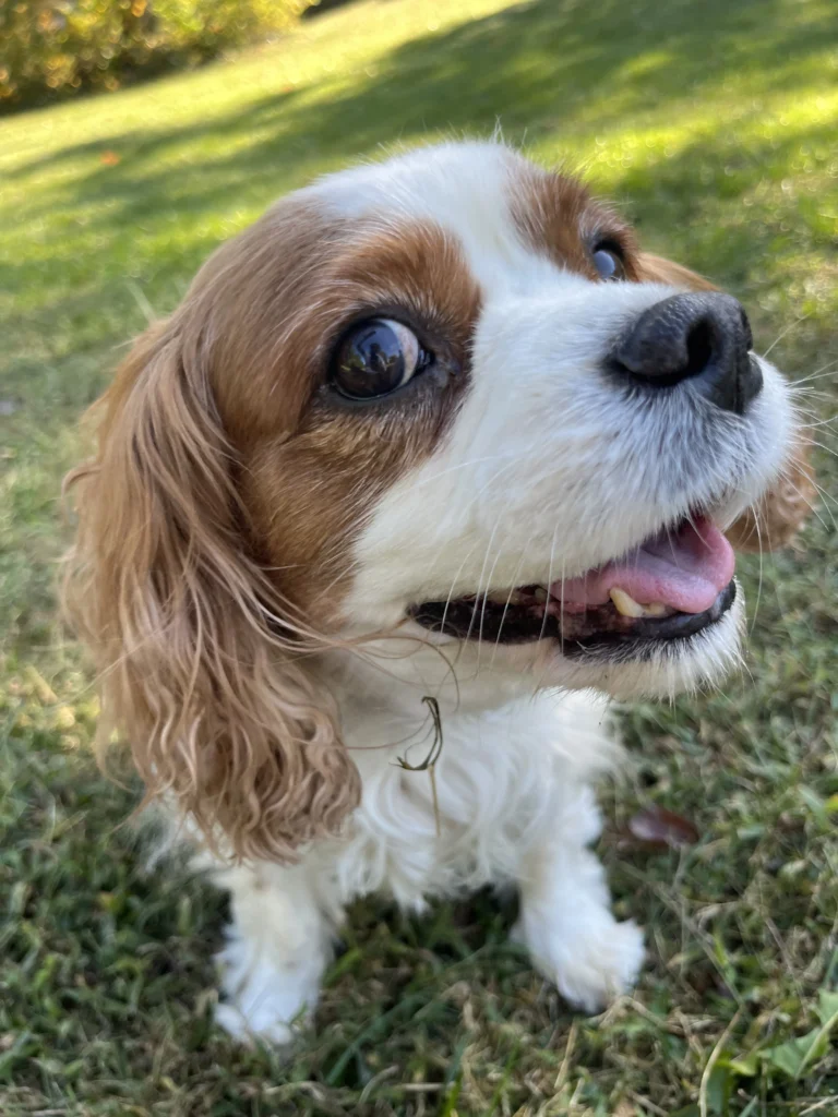 Close-up of a happy King Charles Spaniel enjoying a sunny day outside on the grass.